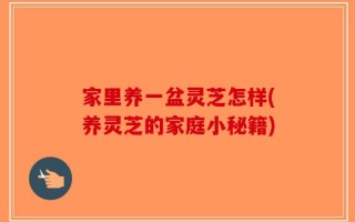 家里养一盆灵芝怎样(养灵芝的家庭小秘籍)
