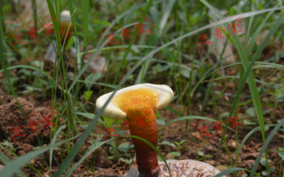 北芝堂灵芝孢子粉服用效果好不好？