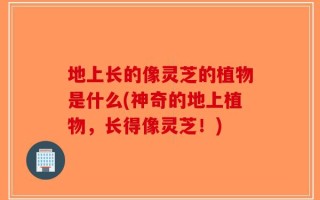 地上长的像灵芝的植物是什么(神奇的地上植物，长得像灵芝！)