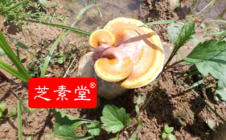 为什么很多身体健康的人，也都在吃灵芝孢子粉？