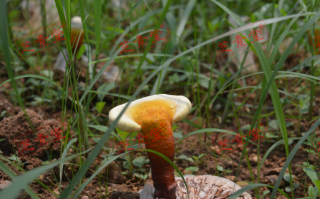 幸福来灵芝孢子粉多少钱一盒呢？