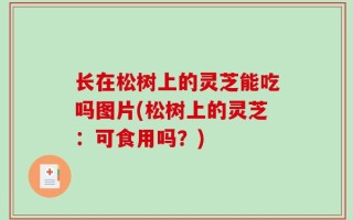 长在松树上的灵芝能吃吗图片(松树上的灵芝：可食用吗？)