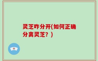 灵芝咋分开(如何正确分离灵芝？)