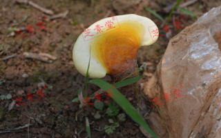 吃灵芝孢子粉不能吃啥呢？