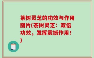 茶树灵芝的功效与作用图片(茶树灵芝：双倍功效，发挥震撼作用！)