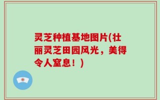 灵芝种植基地图片(壮丽灵芝田园风光，美得令人窒息！)