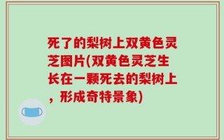 死了的梨树上双黄色灵芝图片(双黄色灵芝生长在一颗死去的梨树上，形成奇特景象)