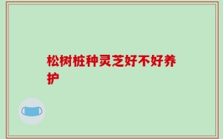 松树桩种灵芝好不好养护