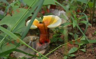 破壁灵芝孢子粉怎么冲服好呢？