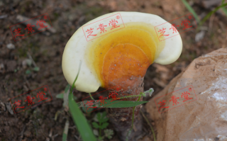 寿仙谷破壁灵芝孢子粉饭前饭后什么时候吃好呢？