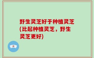 野生灵芝好于种植灵芝(比起种植灵芝，野生灵芝更好)