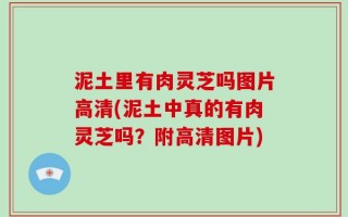 泥土里有肉灵芝吗图片高清(泥土中真的有肉灵芝吗？附高清图片)