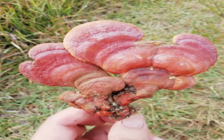 灵芝孢子粉才是抗肿瘤的“上上药”