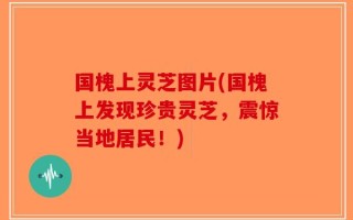 国槐上灵芝图片(国槐上发现珍贵灵芝，震惊当地居民！)