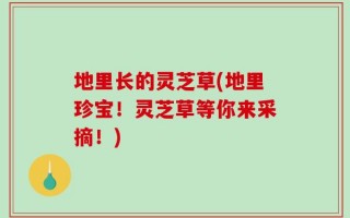 地里长的灵芝草(地里珍宝！灵芝草等你来采摘！)
