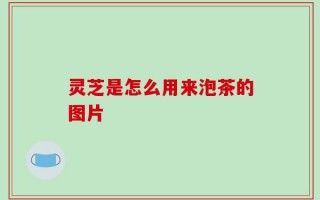灵芝是怎么用来泡茶的图片