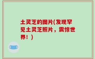 土灵芝的图片(发现罕见土灵芝照片，震惊世界！)