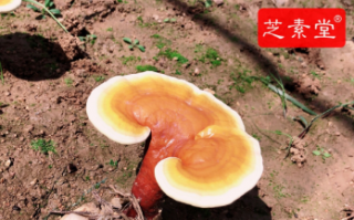 晚上失眠怎么改善能好？