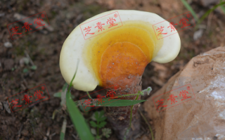 丹华牌灵芝孢子粉的价格是多少呢？