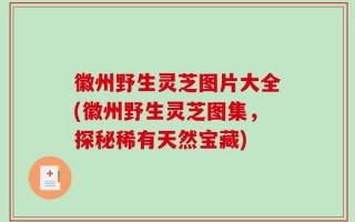 徽州野生灵芝图片大全(徽州野生灵芝图集，探秘稀有天然宝藏)