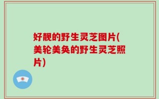 好靓的野生灵芝图片(美轮美奂的野生灵芝照片)