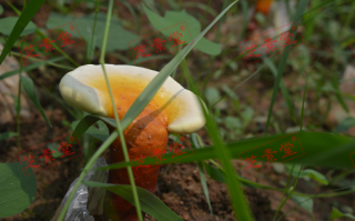 灵芝孢子粉补血快吗？好不好呢？