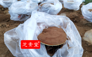  灵芝袍子粉能治肿瘤吗 ？