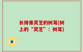长得像灵芝的树耳(树上的“灵芝”：树耳)
