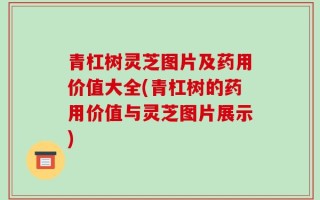 青杠树灵芝图片及药用价值大全(青杠树的药用价值与灵芝图片展示)