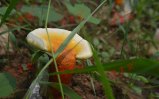 灵芝孢子粉吃多少管用呢？
