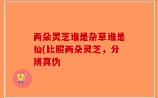 两朵灵芝谁是杂草谁是仙(比照两朵灵芝，分辨真伪