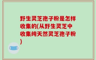野生灵芝孢子粉是怎样收集的(从野生灵芝中收集纯天然灵芝孢子粉)