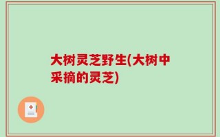 大树灵芝野生(大树中采摘的灵芝)