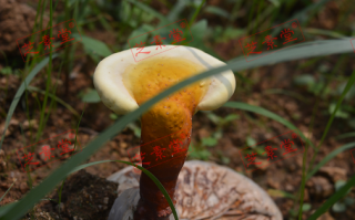 中国最出名的灵芝孢子粉是哪个品牌？