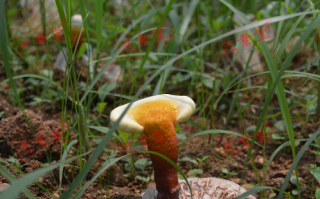 灵芝孢子粉的正常价格应该是多少？