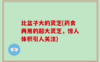 比盆子大的灵芝(药食两用的超大灵芝，惊人体积引人关注)