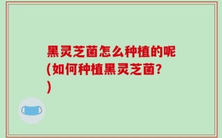 黑灵芝菌怎么种植的呢(如何种植黑灵芝菌？)