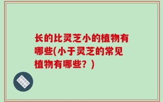 长的比灵芝小的植物有哪些(小于灵芝的常见植物有哪些？)
