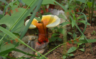 灵芝孢子粉怎么喝效果好啊？