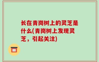 长在青岗树上的灵芝是什么(青岗树上发现灵芝，引起关注)