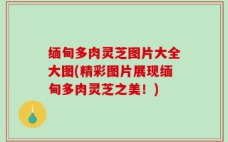 缅甸多肉灵芝图片大全大图(精彩图片展现缅甸多肉灵芝之美！)