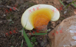 灵芝孢子粉怎么服法主要呢？
