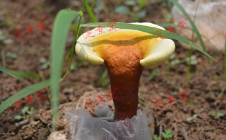 灵芝孢子粉是怎么得来的呢？