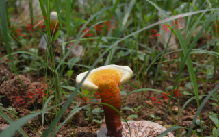 吃灵芝孢子粉能预防癌症吗？