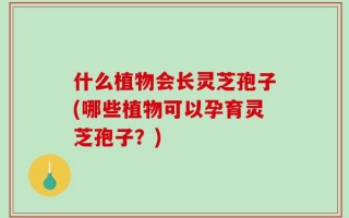 什么植物会长灵芝孢子(哪些植物可以孕育灵芝孢子？)