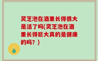 灵芝泡在酒里长得很大是活了吗(灵芝泡在酒里长得巨大真的是健康的吗？)