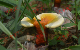 破壁灵芝孢子粉排行榜第一是哪个？