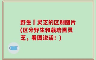 野生黒灵芝的区别图片(区分野生和栽培黑灵芝，看图说话！)