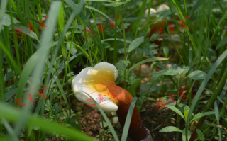 长期服用灵芝孢子粉有副作用吗？