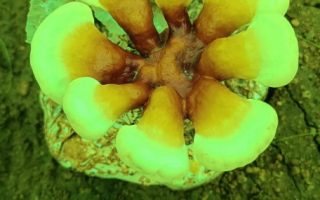 灵芝孢子粉怎么分好坏？